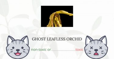 Is Ghost Leafless Orchid Toxic For Cats