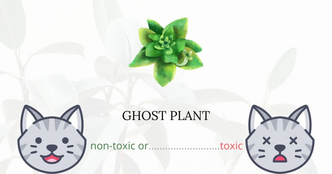 Is Ghost Plant Toxic For Cats?