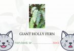 Is Giant Holly Fern or Sword Fern Toxic For Cats