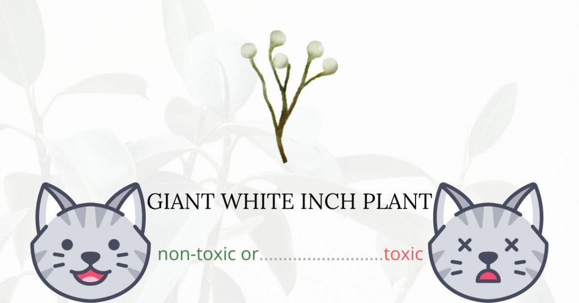Is Giant White Inch Plant Toxic For Cats