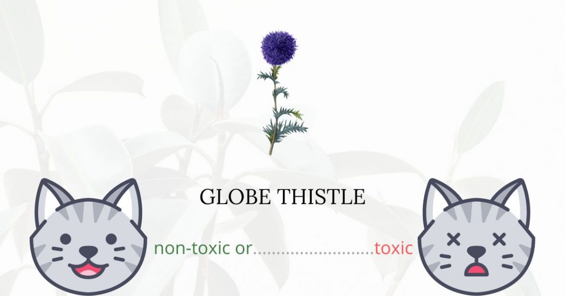 Is Globe Thistle Toxic For Cats