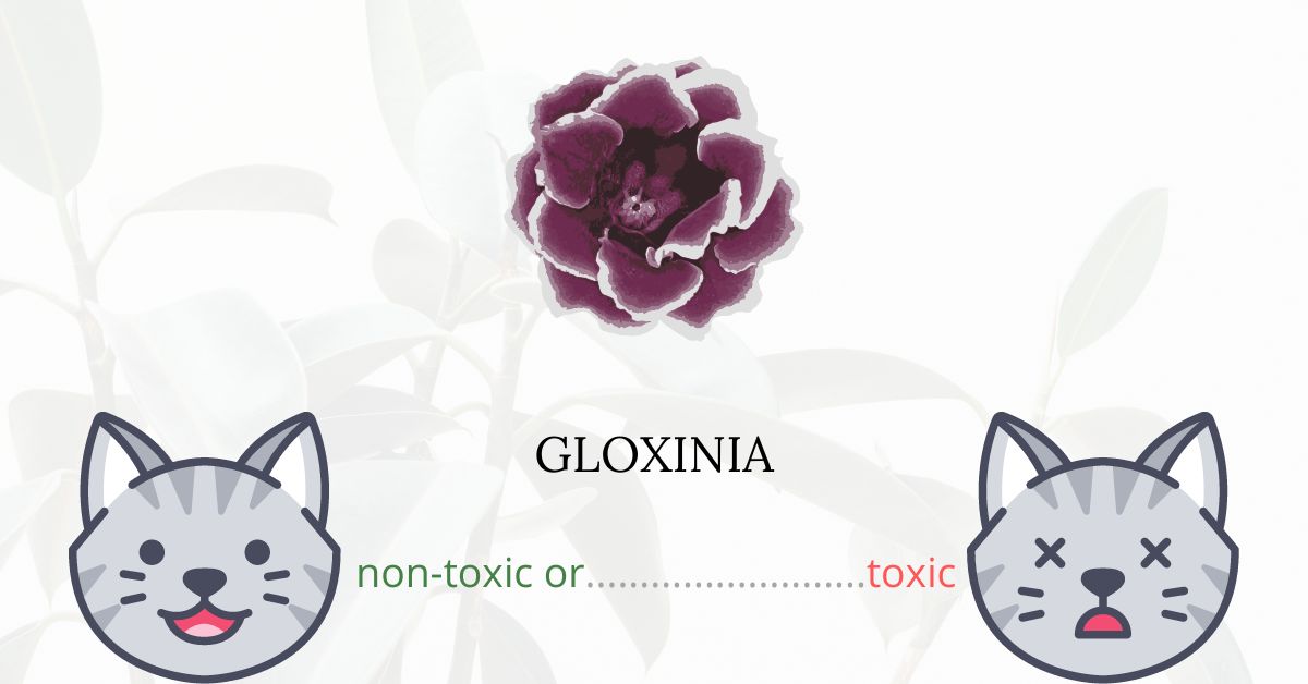 Is Gloxinia Toxic For Cats?