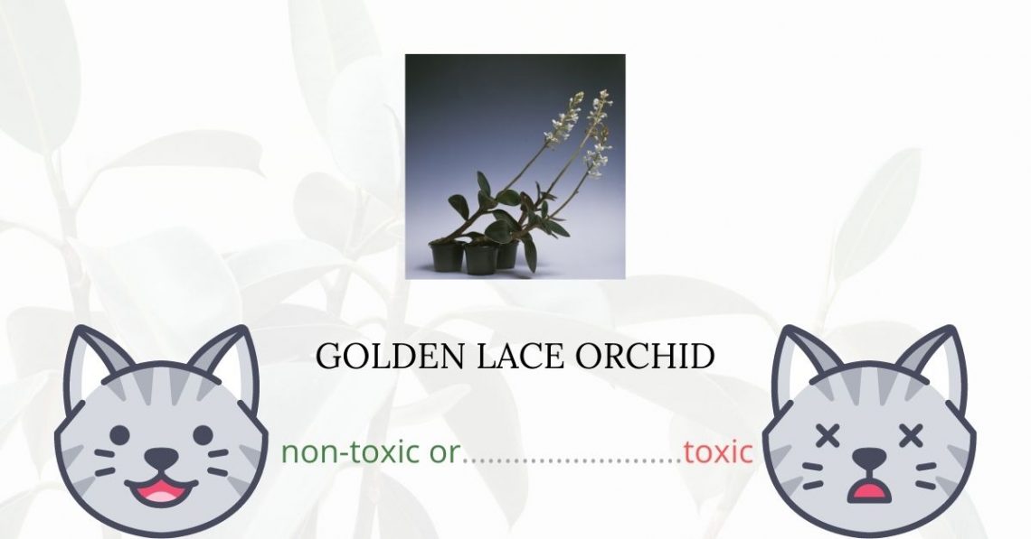 Is Golden Lace Orchid Toxic For Cats?