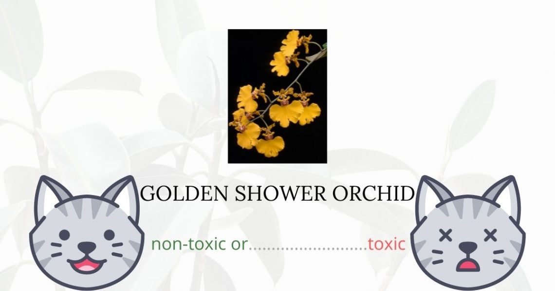 Is Golden Shower Orchid Toxic For Cats?
