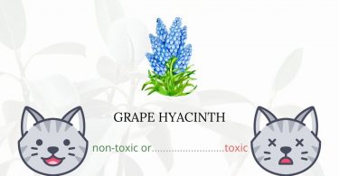 Is Grape Hyacinth Toxic For Cats?
