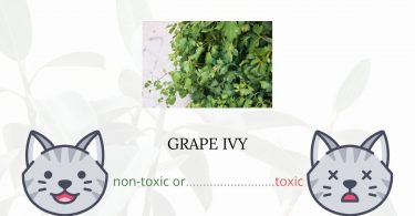 Is Grape Ivy Toxic For Cats?
