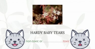 Is Hardy Baby Tears or Stonecrop Toxic For Cats?