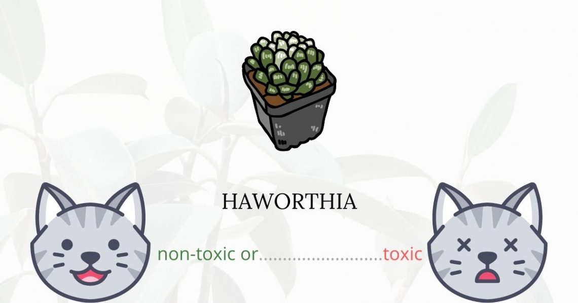 Is Haworthia Toxic For Cats?
