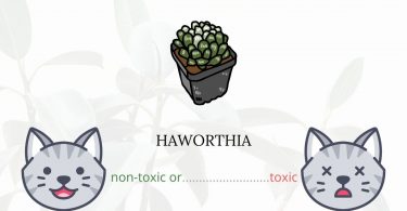 Is Haworthia Toxic For Cats?