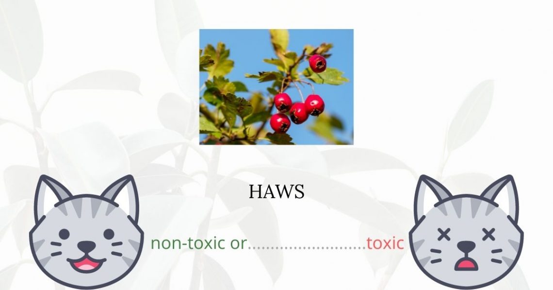 Is Haws Toxic For Cats?