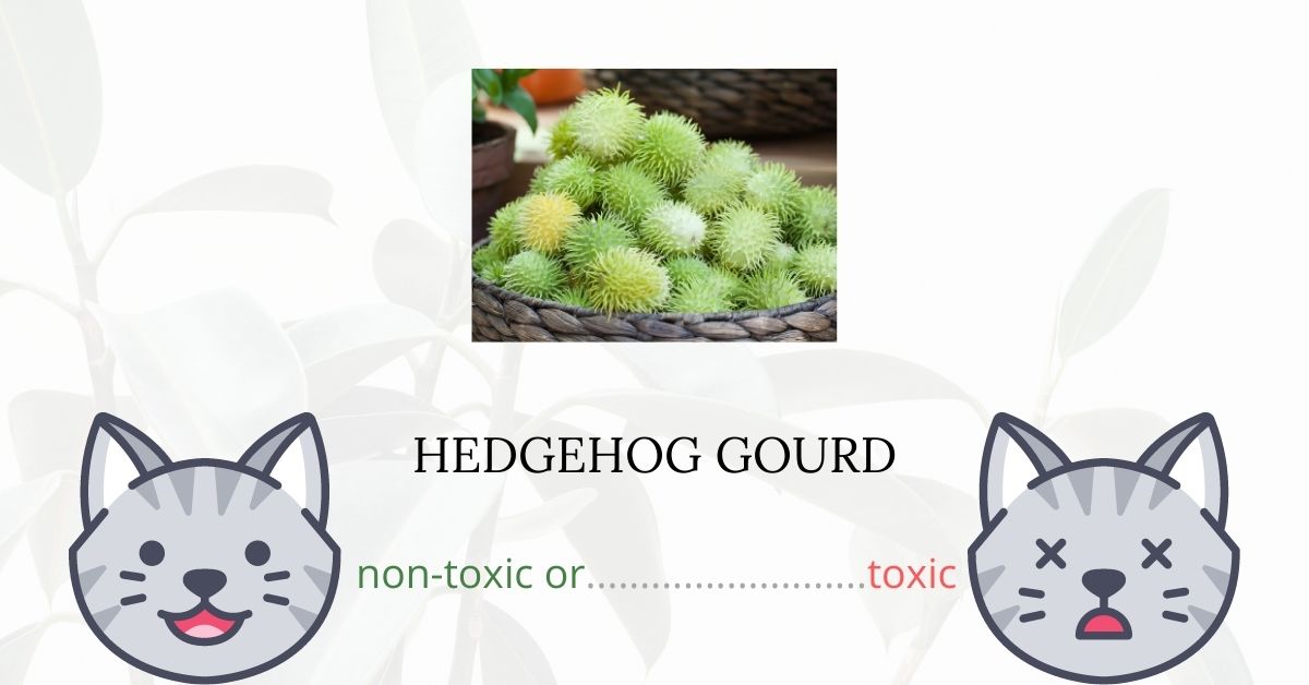 Is Hedgehog Gourd or Teasel Gourd Toxic For Cats? Plants'n'Cats