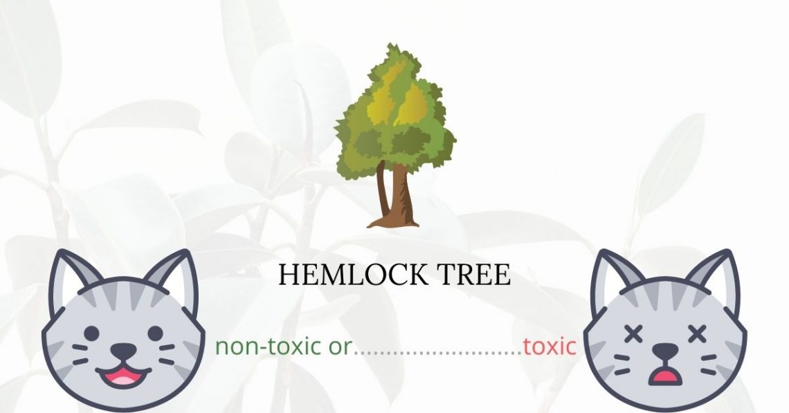 Is Hemlock Tree Toxic For Cats?