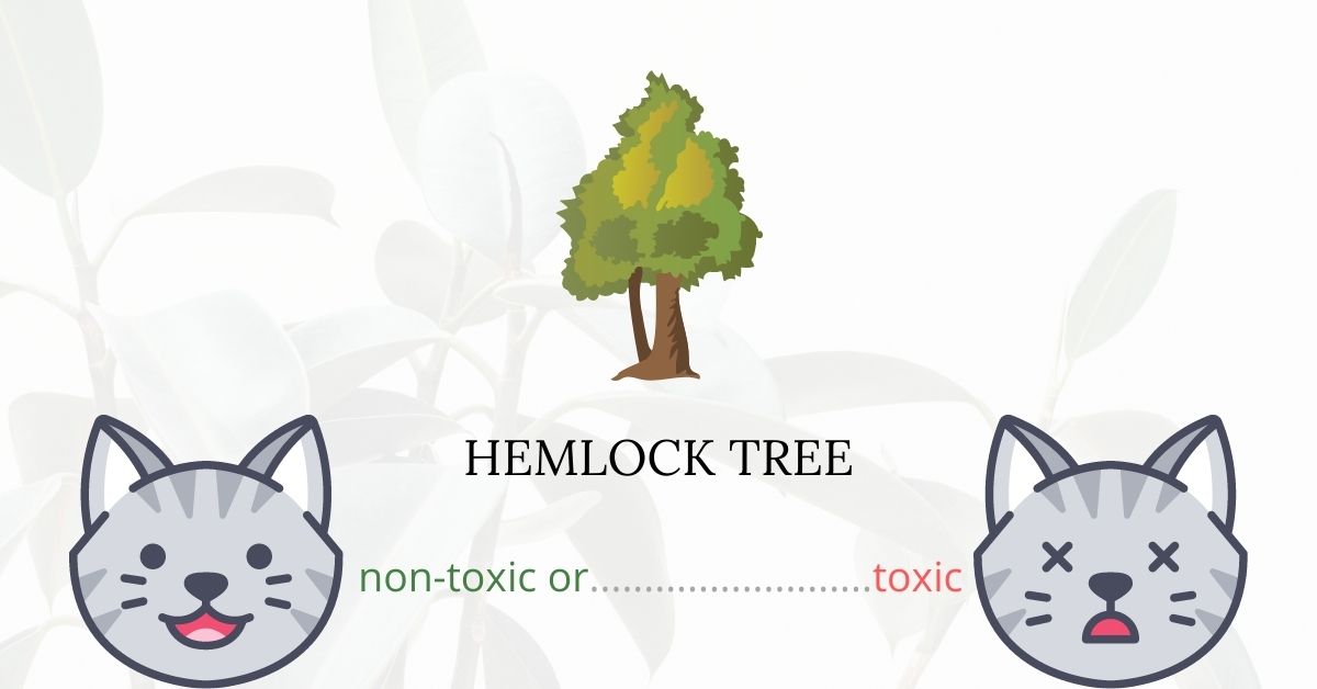 Is Hemlock Tree Toxic For Cats?