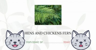 Is Hen and Chickens Fern Toxic For Cats?