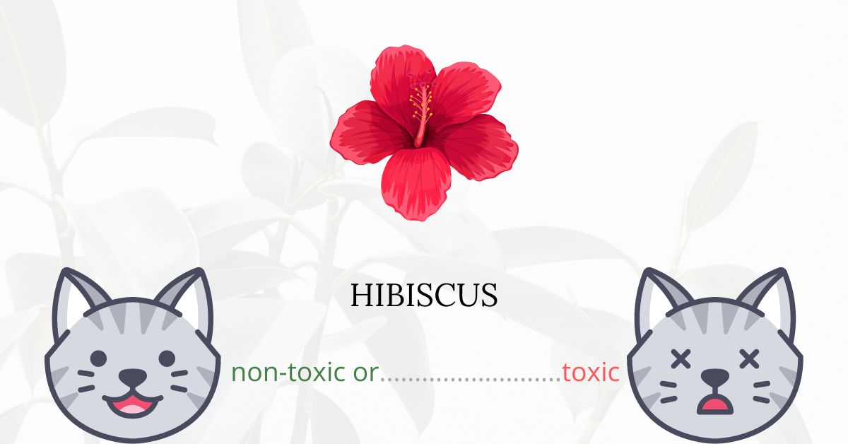 Is Hibiscus Toxic For Cats? Plants'n'Cats