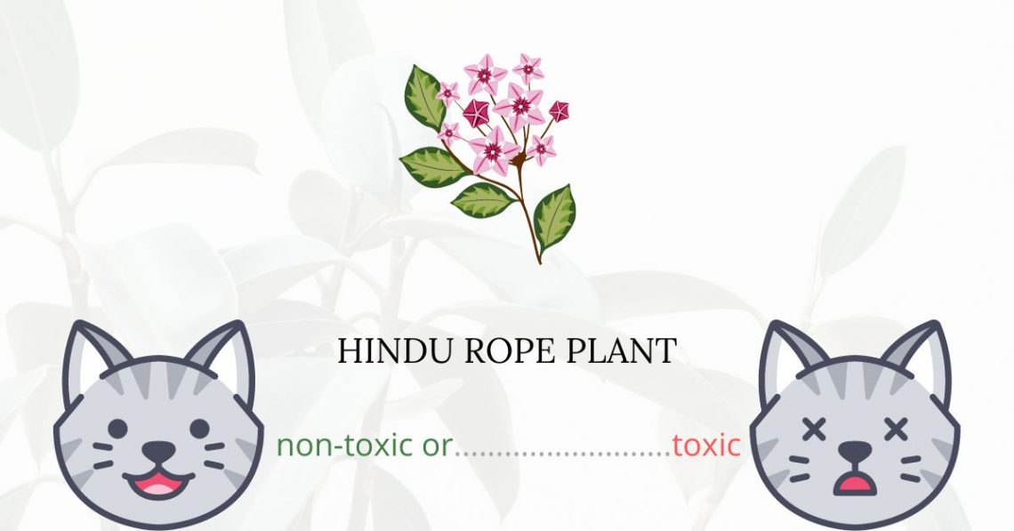 Is Hindu Rope Plant or Hoya Rope Plant Toxic For Cats