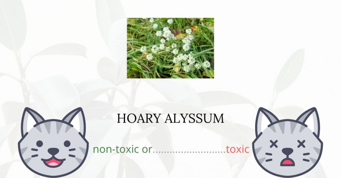 Is Hoary Alyssum Toxic For Cats