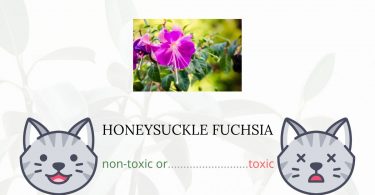 Is Honeysuckle Fuchsia Toxic For Cats