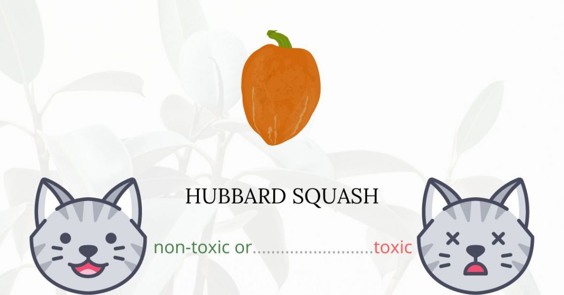 Is Hubbard Squash Toxic For Cats