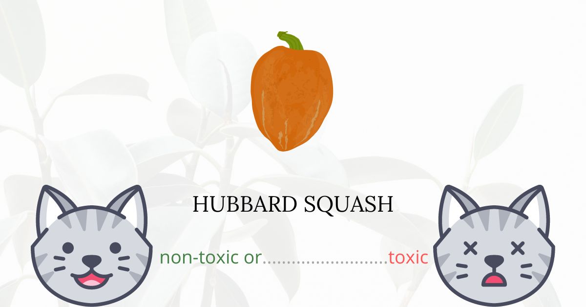 Is Hubbard Squash Toxic For Cats?