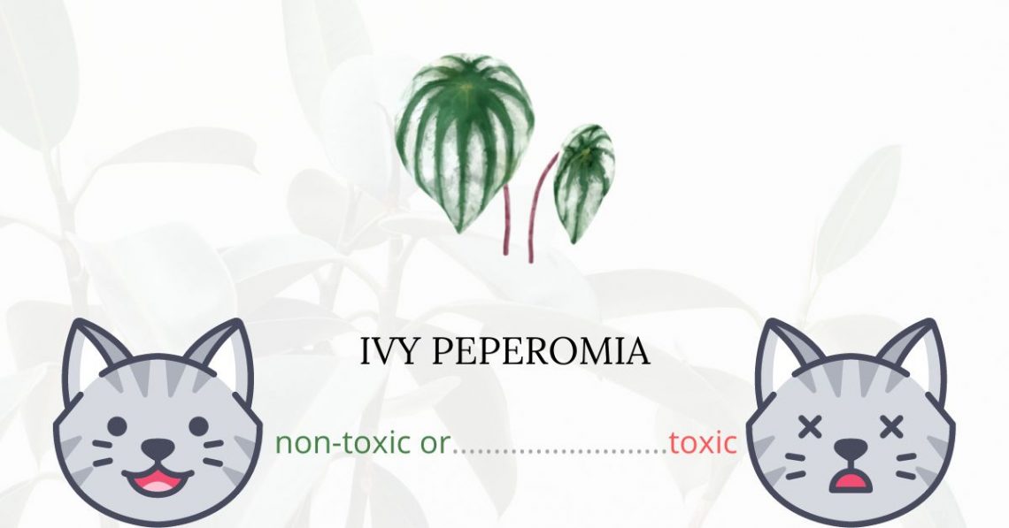 Is Ivy Peperomia Toxic For Cats
