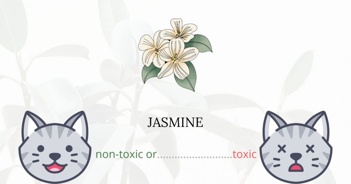 Is Jasmine Toxic For Cats