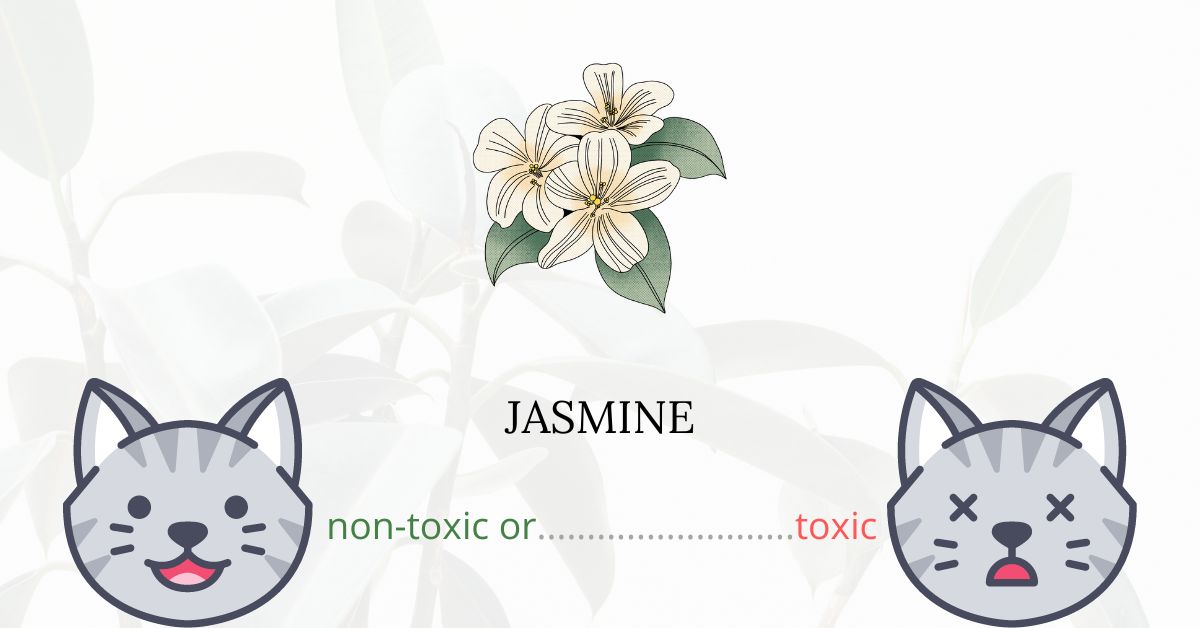 Is Jasmine Toxic For Cats?