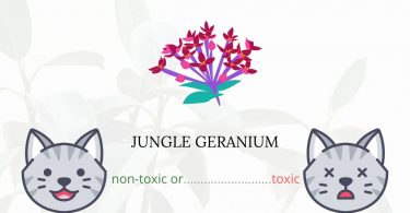 Is Jungle Geranium Toxic For Cats