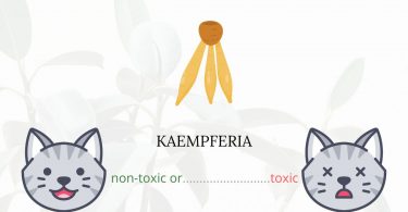 Is Kaempferia or Peacock Ginger Toxic For Cats