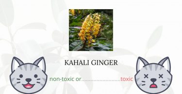 Is Kahili Ginger Toxic For Cats