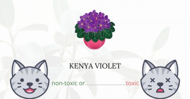 Is Kenya Violet Toxic For Cats
