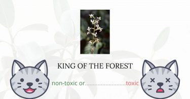 Is King of the Forest Toxic For Cats