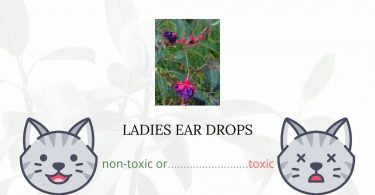 Are Ladies Ear Drops Toxic For Cats