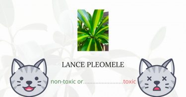 Is Lance Pleomele Toxic For Cats