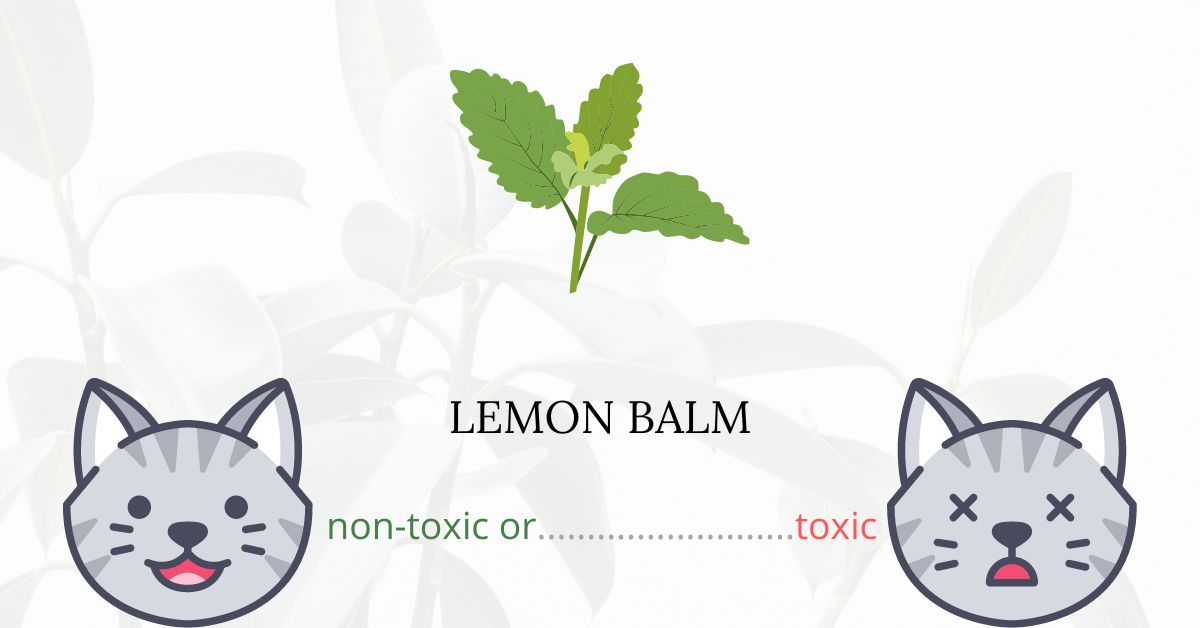 Is Lemon Balm Toxic For Cats?