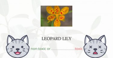Is Leopard Lily Toxic For Cats