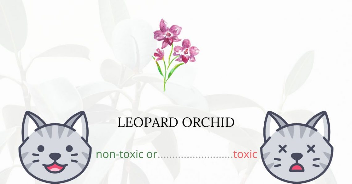 Is Leopard Orchid or Tiger Orchid Toxic For Cats