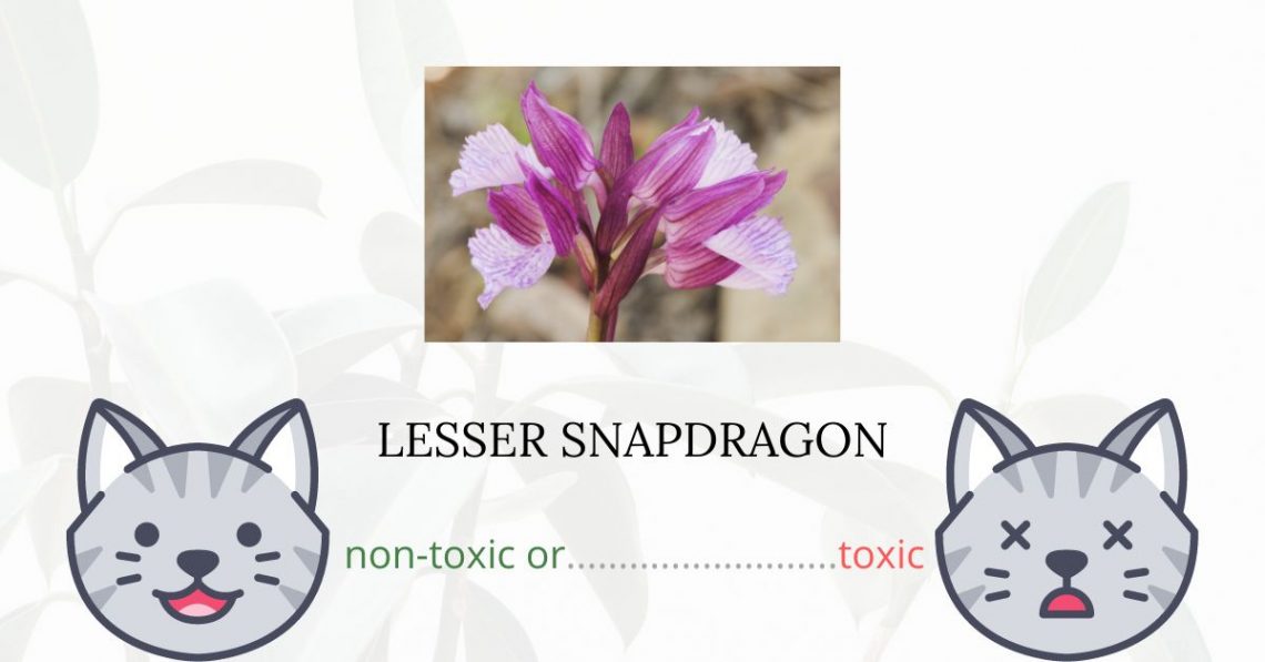 Is Lesser Snapdragon or Weasel’s Snout Toxic For Cats