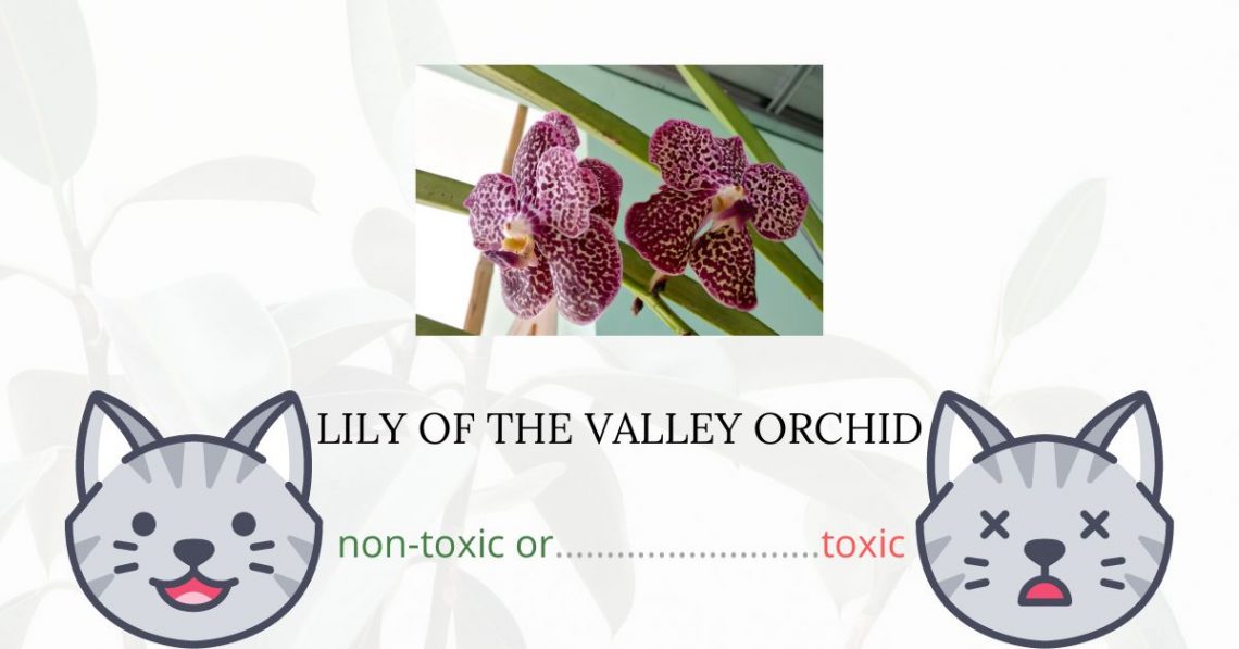 Is Lily of the Valley Orchid Toxic For Cats?