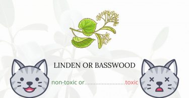 Is Linden or Basswood Toxic For Cats