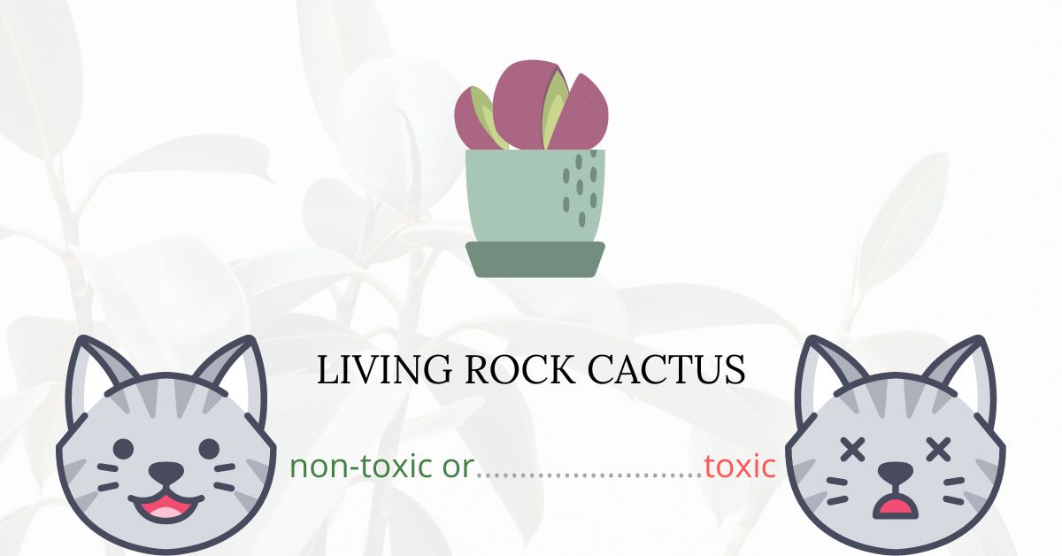 Is Living Rock Cactus Toxic For Cats?