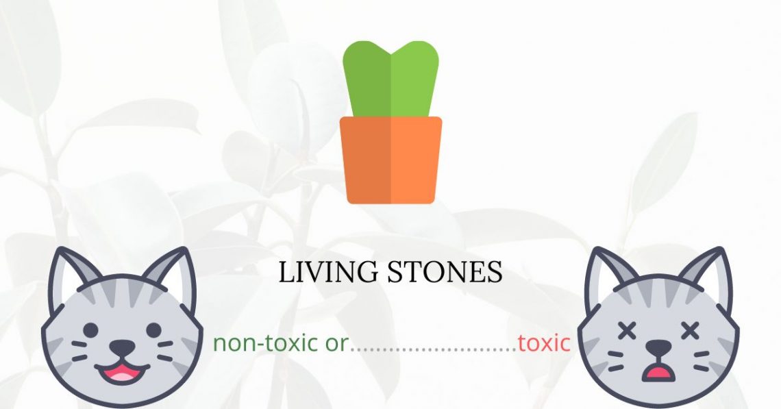 Is Living Stones Toxic For Cats