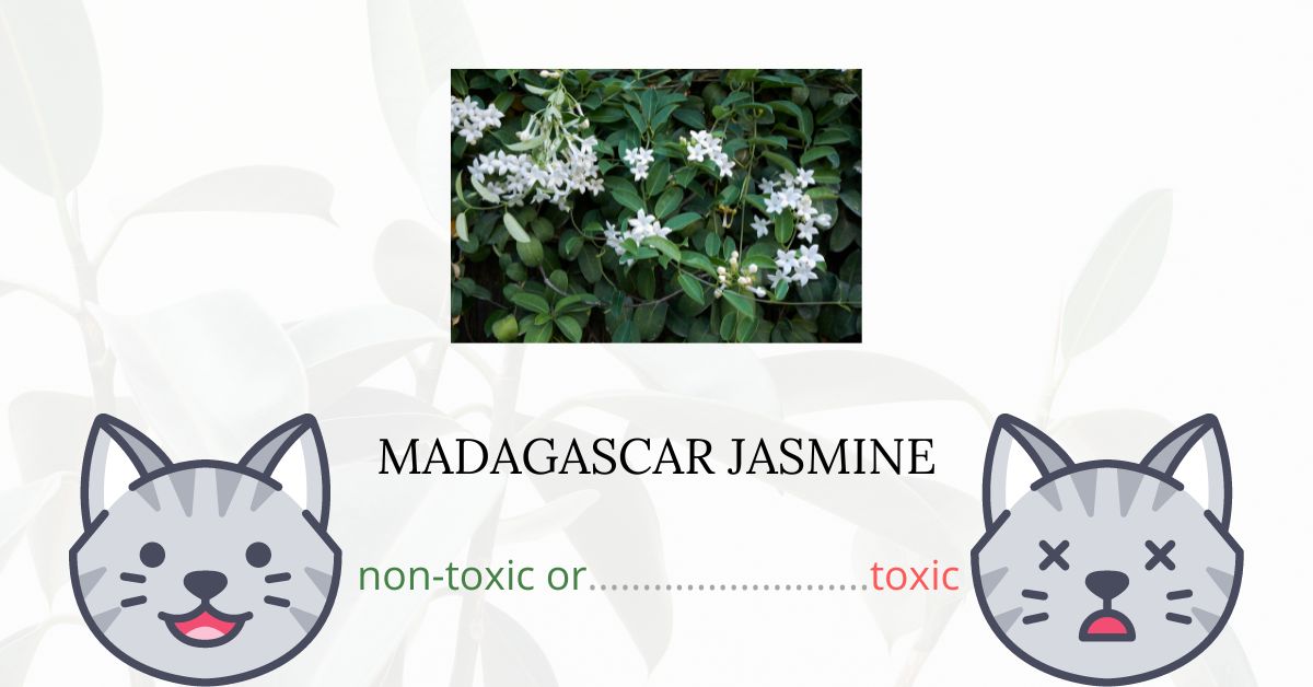 Is Madagascar Jasmine Toxic For Cats?