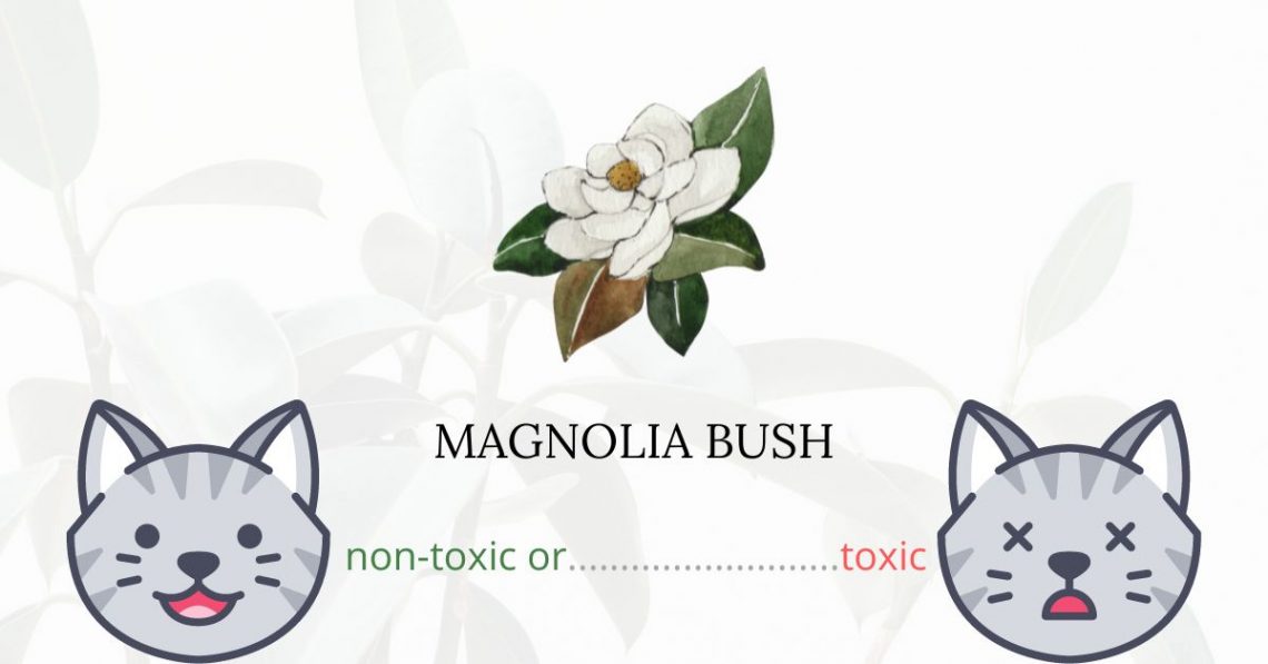 Is Magnolia Bush Toxic For Cats