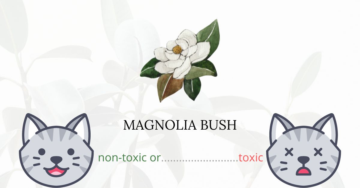 Is Magnolia Bush Toxic For Cats?
