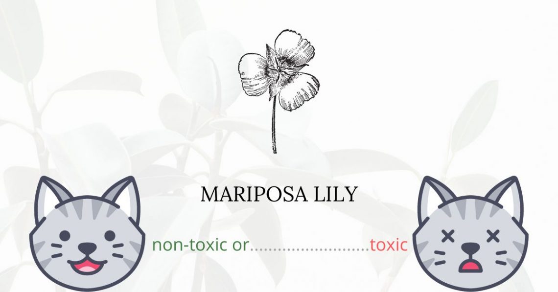 Is Mariposa Lily Toxic For Cats