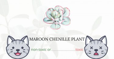 Is Maroon Chenille Plant Toxic For Cats