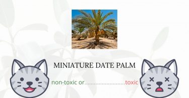 Is Miniature Date Palm Toxic For Cats