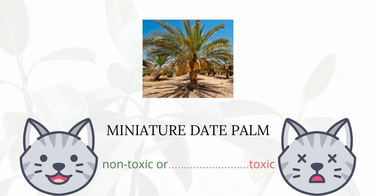Is Miniature Date Palm Toxic For Cats?