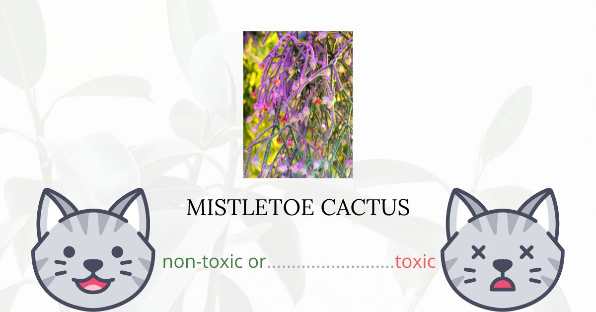 Is Mistletoe Cactus Toxic For Cats?